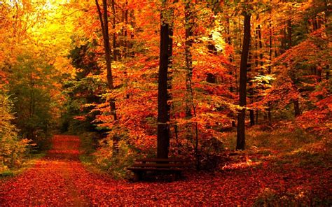 Aesthetic Autumn Wallpapers Wallpaper Cave