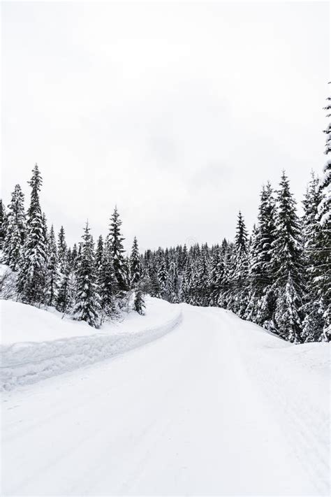 Winter Forest In Norway Stock Image Image Of Trees 115910421