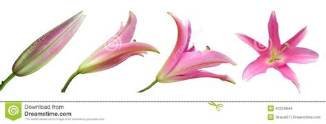 Find tips and guides to grow and maintain the perfect garden for your home. Lily flower Stages stock photo. Image of growing, lapse ...