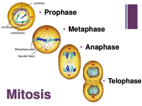 What Are Prophase Metaphase Anaphase And Telophase Quora