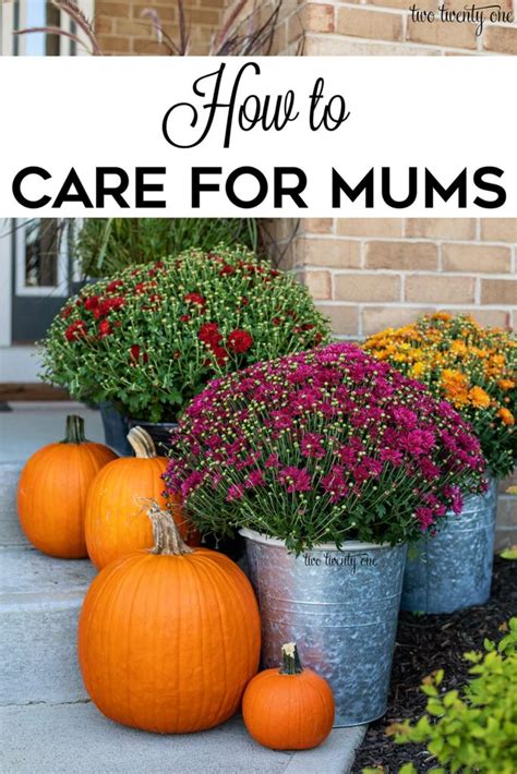 How To Care For Mums And Keep Them Looking Great
