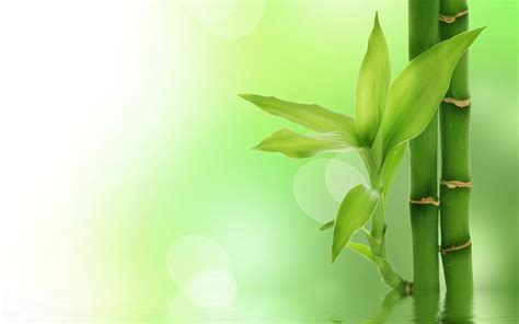 Chinese Bamboo Wallpapers Top Free Chinese Bamboo Backgrounds WallpaperAccess