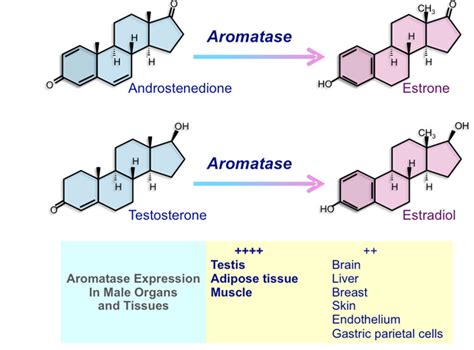 Figure 2 Biochemical Pathway Of Testosterone Conversion Into Estrogen Endotext Ncbi