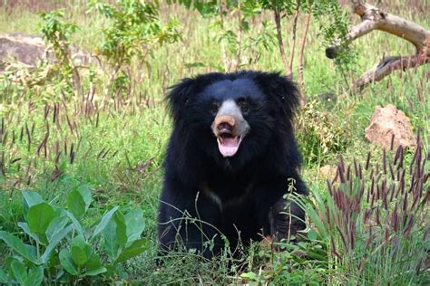 Top 135 Endangered Animals In Bhutan
