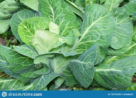 Vegetable Plant Cabbage With Large Leaves Stock Photo Image Of Fresh