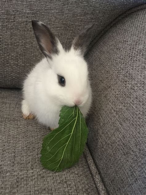 Baby Bunny Rabbit Eating A Mulberry Leave 🐰 ️ Bunny Art Cute Bunny