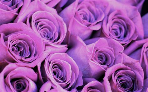 Free Download Purple Rose Hd Wallpapers 1920x1200 For Your Desktop