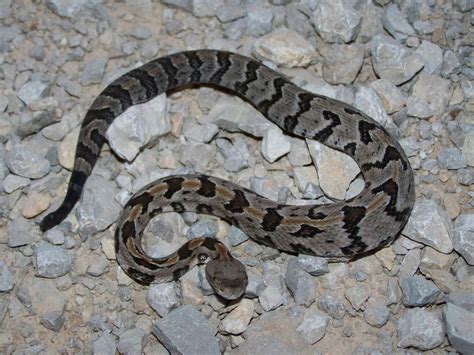 Juvenile Timber Rattlesnake