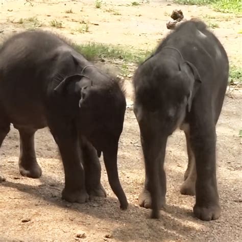 Twin Baby Elephants Have The Most Adorable Gestures While Playing
