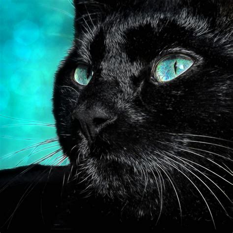 Black Cat Portrait Pet Free Stock Photo Public Domain Pictures