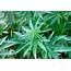 Northfield Police Find 5 Foot Tall Marijuana Plants At Local Home