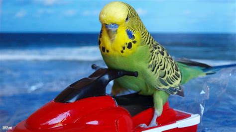 Parakeet Budgie Parrot Bird Tropical 22 Hd Wallpaper Pxfuel
