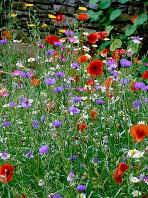 how to grow a wildflower garden the garden glove