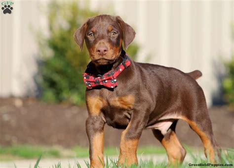 Help us spread the word! Doberman Pinscher Puppies For Sale | Greenfield Puppies