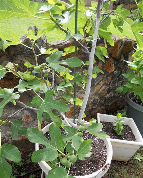 A Kitchen Garden In Kihei Maui Growing Container Fruit