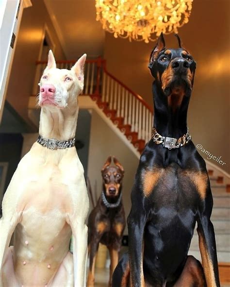 Dog Loverscanine Owners Entrepreneurs All You Add Is Love Doberman