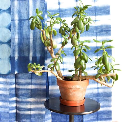 Friendship tree money plant lucky plant. Jade Plant Goals | Jade plants, Plant goals, Plants