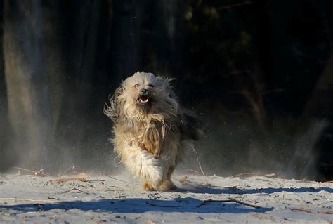 Spass Im Sand Foto And Bild Tiere Haustiere Hunde Bilder Auf
