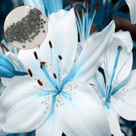 50pcs Blue Rare Lily Bulbs Seeds Planting Flower Lilium Perfume Garden