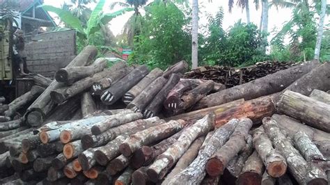 Perabot dan funiture juga harus dibersihkan secara rutin. Pohon Akasia - Morfologi Sebaran, Manfaat Kayu & Budidaya ...