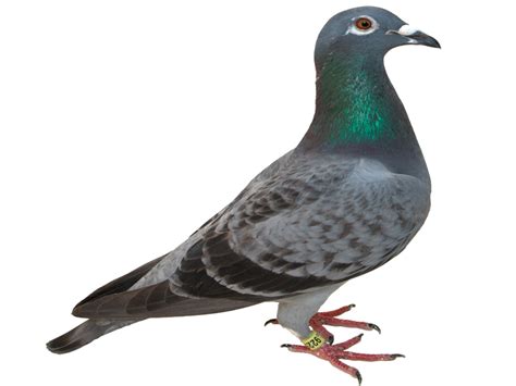 Pigeon Png Transparent Image Download Size 800x600px