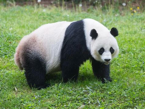No Panda Cub From The Zoos Mei Xiang This Year At The Smithsonian