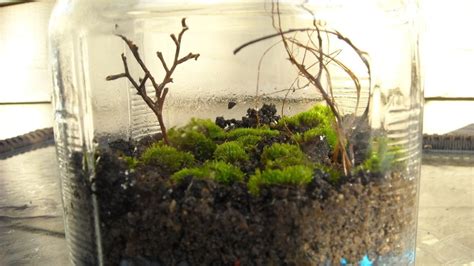 Moss Terrarium · How To Make A Terrarium · Gardening On Cut Out Keep