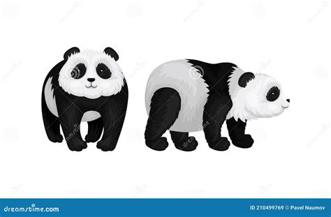 Giant Panda Or Panda Bear With Black Patches Around Its Eyes And Ears