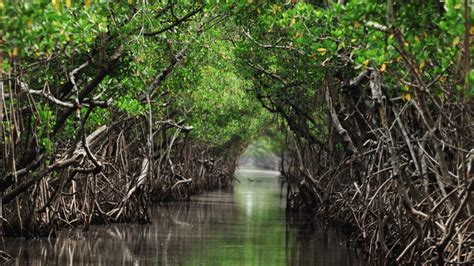 Mangroves