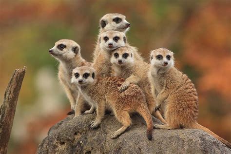 Meerkat Animal Facts For Kids Characteristics And Pictures