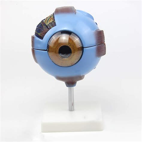 Buy Anatomical Model 6X Enlarged Human Eye Model Human Eyeball Anatomy