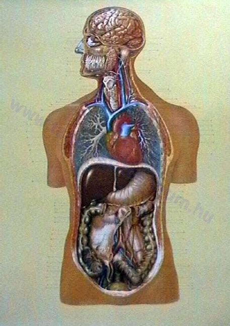 Az ember belső szervei, fali oktatótabló