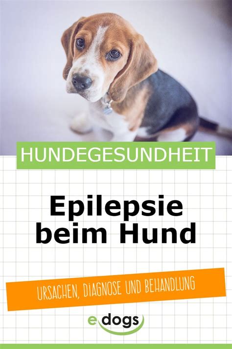 Epilepsie Beim Hund Hunde Epilepsie Epilepsie Hund