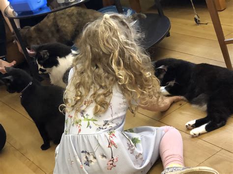 Showcasing historic sites and most talked about black historic neighborhoods like summerhill, the. Purrple Cat Cafe - Glasgow With Kids