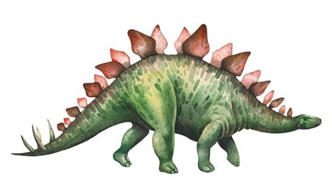 Sep 22, 2020 · ankylosaurus magniventris was the prehistoric tank of the late cretaceous period, some 70 million to 66 million years ago. Thagomizer: Why Stegosaurus' Spiky Tail Was Named After A ...