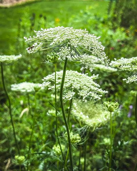 Foraging Queen Annes Lace Identification Look Alikes And Uses