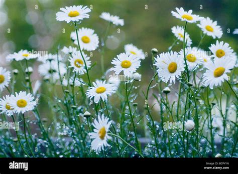 Small White Daisy Flowers High Resolution Stock Photography And Images