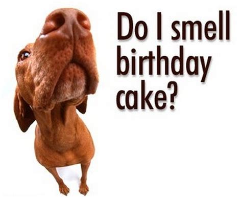 Funny Birthday Wishes Quotes And Funny Birthday Messages Easyday