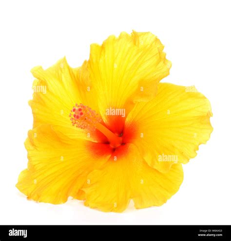 Yellow Hibiscus Flower On White Stock Photo Alamy