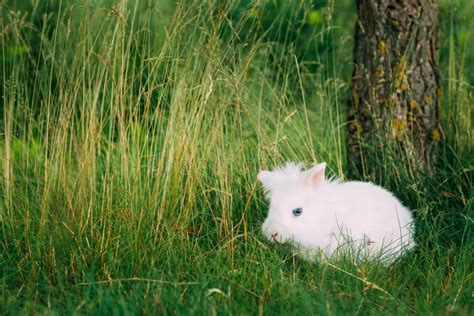 Close Cute Dwarf Decorative Miniature White Fluffy Rabbit Bunny Stock