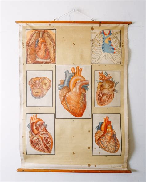 Anatomical Vintage Wall Charts