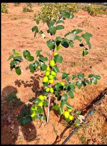 Apple Ber Plants At Rs 50piece ऐप्पल बेर प्लांट In Bhilwara Id 2851826222697