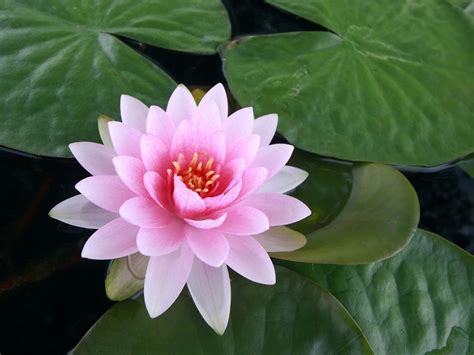 Gambar Bunga Teratai Yang Mekar Lírios Lotus