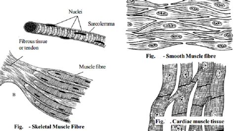 Types Of Muscle Tissues