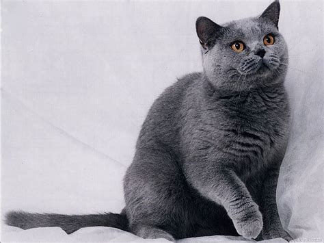 British Shorthair Loyalty Gris Domestic Shorthair Cat Hunter Hd