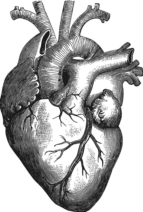 Human Heart Anatomy Drawing Drawing Art Ideas