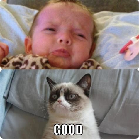 Grumpy Cat On Grumpy Baby Grumpy Cat Quotes Grumpy Cat Grumpy Cat Humor