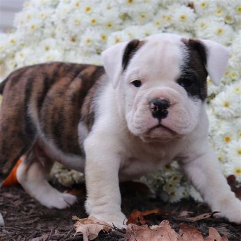 Australian Bulldog Puppies For Sale Canton Oh 244338