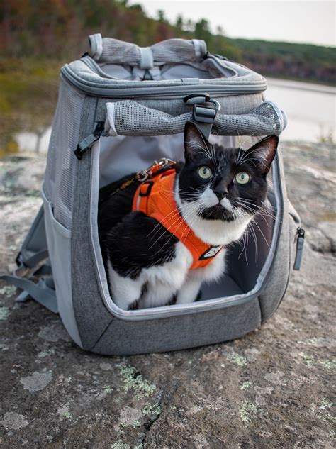 The Navigator Convertible Cat Backpack For Adventurous Cats And Hu