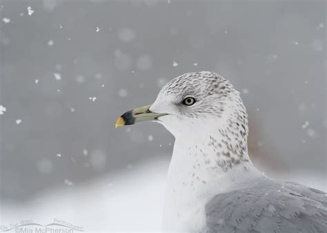Snowy Ring Billed Gull Portrait On The Wing Photography